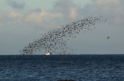 ヒヨドリの渡り2025.10.17大磯