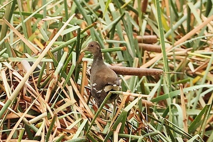 バン若鳥2025.10.01秦野