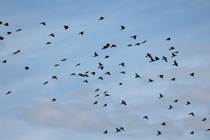 ヒヨドリの渡り2025.10.19平塚