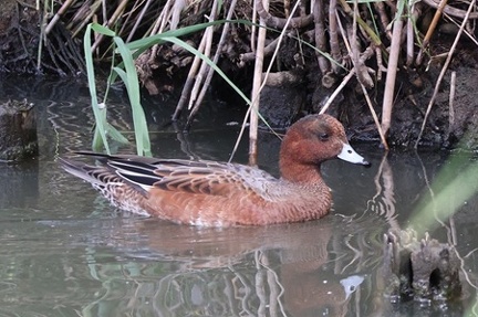 ヒドリガモ♂エクリプス2025.09.22秦野