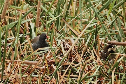 バン2025.10.01秦野