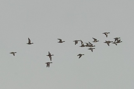 ヒドリガモ群2025.10.08厚木