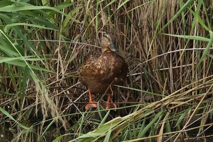 マガモ2025.10.03秦野