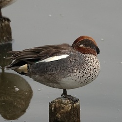 平塚と周辺の野鳥（撮影　鈴木真由美）