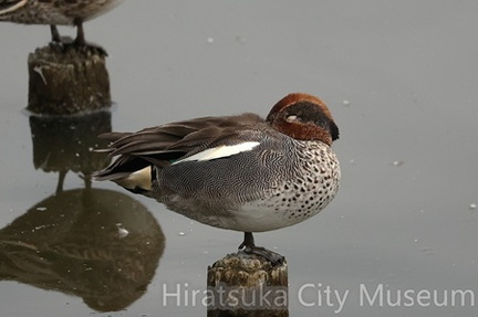 コガモ2025.10.20秦野（撮影　鈴木真由美）