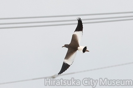 ケリ飛行2025.11.05平塚（撮影　鈴木真由美）
