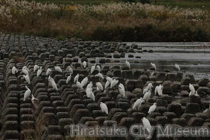 コサギ2025.10.31小田原（撮影　鈴木真由美）