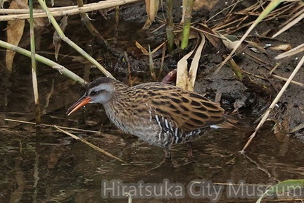クイナ2025.11.11平塚（撮影　鈴木真由美）