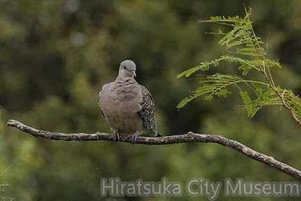キジバト2025.10.21平塚（撮影　鈴木真由美）