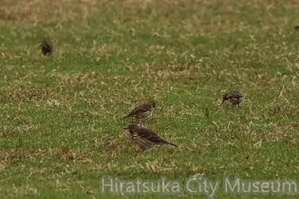 タヒバリ2025.10.31小田原（撮影　鈴木真由美）