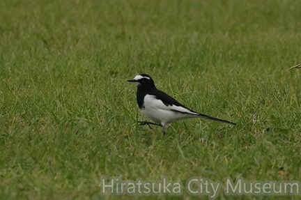 セグロセキレイ2025.10.31小田原（撮影　鈴木真由美）