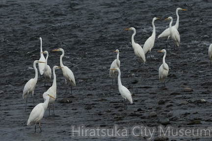 ダイサギ2025.11.12小田原（撮影　鈴木真由美）