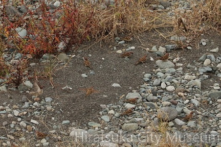 スズメ砂浴び2025.10.31小田原（撮影　鈴木真由美）