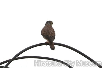 チョウゲンボウ♂2025.11.18平塚（撮影　鈴木真由美）