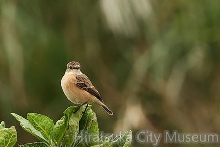 ノビタキ2025.10.21平塚（撮影　鈴木真由美）