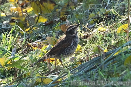 ツグミ2025.11.17厚木（撮影　鈴木真由美）