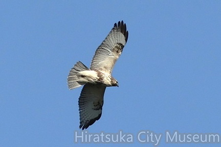 ノスリ2025.11.17厚木（撮影　鈴木真由美）