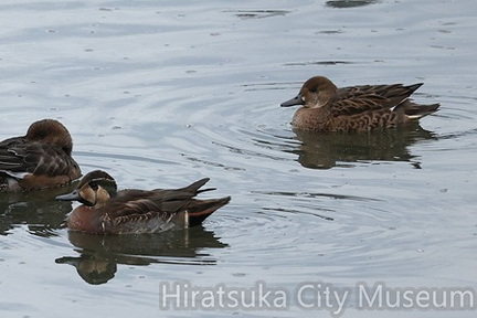トモエガモ番2025.11.13秦野（撮影　鈴木真由美）