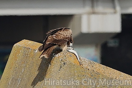 トビ、イワシ食2025.10.28大磯（撮影　鈴木真由美）