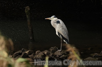 アオサギ2025.10.23茅ヶ崎（撮影　鈴木真由美）