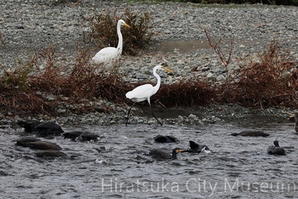 追い込み漁（ダイサギ、カワウ）2025.11.05平塚（撮影　鈴木真由美）