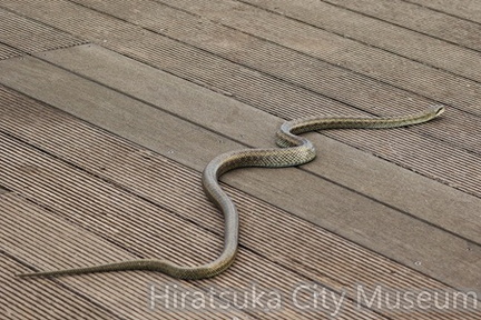アオダイショウ2025.10.27平塚（撮影　鈴木真由美）