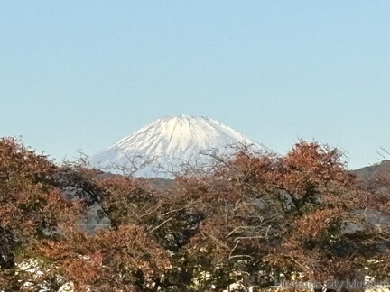 富士山と紅葉２０２５.11.14高麗大橋北（撮影　岩田国弘）