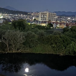 しらさぎと金目川（撮影　岩田国弘）