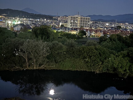 金目川のサギのねぐらと満月の立冬2025.11.07平塚（撮影　岩田国弘）