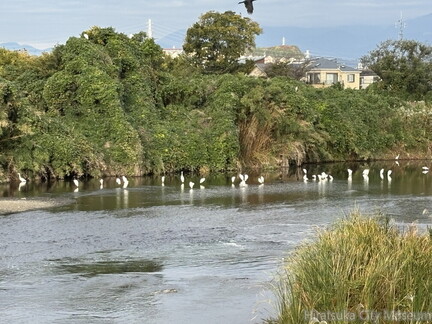 金目川のしらさぎ2025.11.08平塚（撮影　岩田国弘）