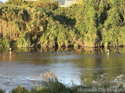 金目川のしらさぎとカワウ2025.11.07平塚（撮影　岩田国弘）