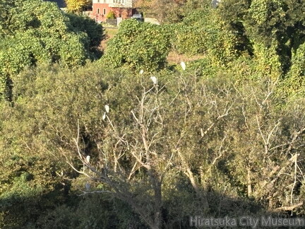 金目川中洲のしらさぎ2025.11.07平塚（撮影　岩田国弘）