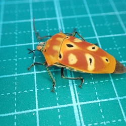 八幡小学校で見つかったアカギカメムシ