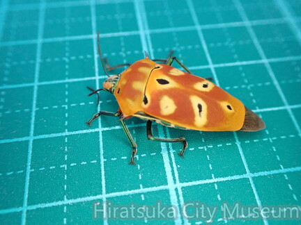 アカギカメムシ2025.11.27八幡小学校（八幡小学校寄贈）