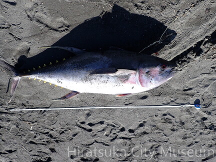 キハダマグロ2025.11.07（小宮氏発見）001