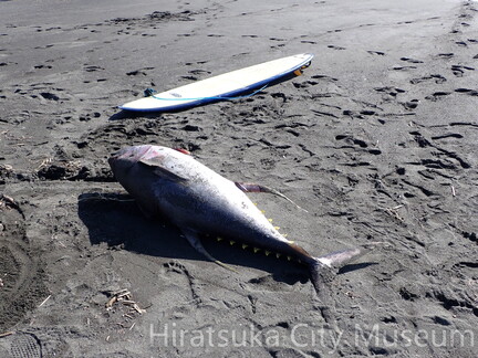 キハダマグロ2025.11.07（小宮氏発見）002