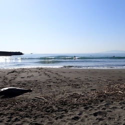 平塚海岸に漂着したキハダマグロ