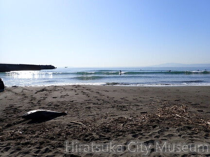 キハダマグロ2025.11.07（小宮氏発見）003