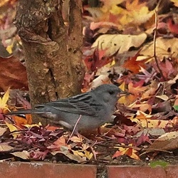 平塚と周辺の野鳥（撮影　鈴木真由美）