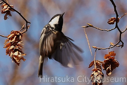 ヒガラ2025.12.18宮ヶ瀬（撮影　鈴木真由美）