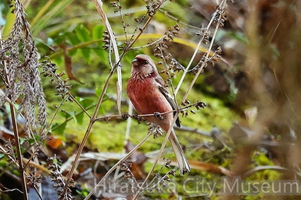 ベニマシコ♂2025.12.18宮ヶ瀬（撮影　鈴木真由美）