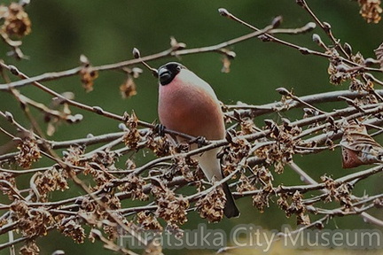 亜種アカウソ♂2025.12.18宮ヶ瀬（撮影　鈴木真由美）
