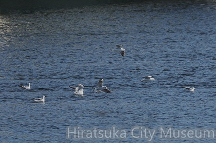 ユリカモメ2025.12.08厚木（撮影　鈴木真由美）