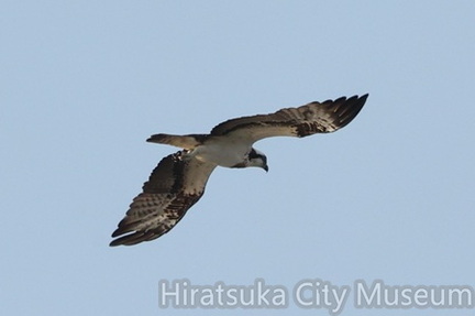 ミサゴ2025.12.03大磯（撮影　鈴木真由美）