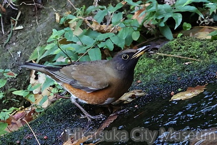 亜種オオアカハラ2025.12.05厚木（撮影　鈴木真由美）