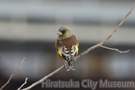 亜種オオカワラヒワ2025.12.13平塚（撮影　鈴木真由美）