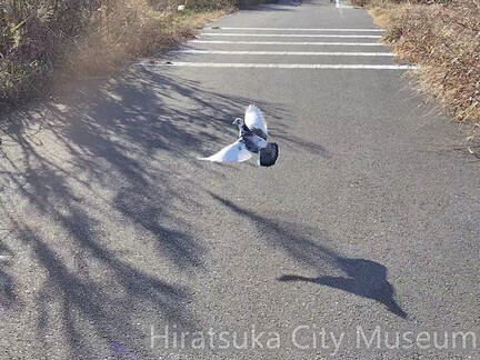 羽の白いドバト2025.12.10馬入（撮影　佐々木晴子）