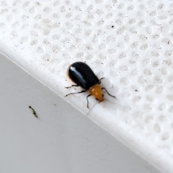 身近な自然（撮影　佐々木晴子）