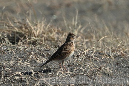 ヒバリ2026.01.12茅ヶ崎（撮影　鈴木真由美）