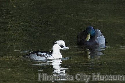 ミコアイサ♂、マガモ♂2026.01.03小田原（撮影　鈴木真由美）